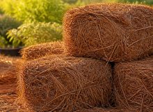 pine needle mulch advantages