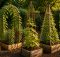 raised bed trellis systems top 15 selections